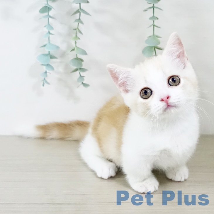 福島県のマンチカン (ペットプラス福島店/2025年7月1日生まれ/男の子/クリームタビーホワイト)の子猫の1枚目の画像