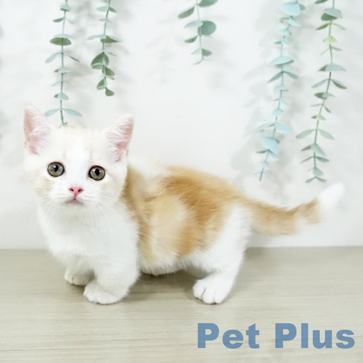 福島県のマンチカン (ペットプラス福島店/2025年7月1日生まれ/男の子/クリームタビーホワイト)の子猫の2枚目の画像