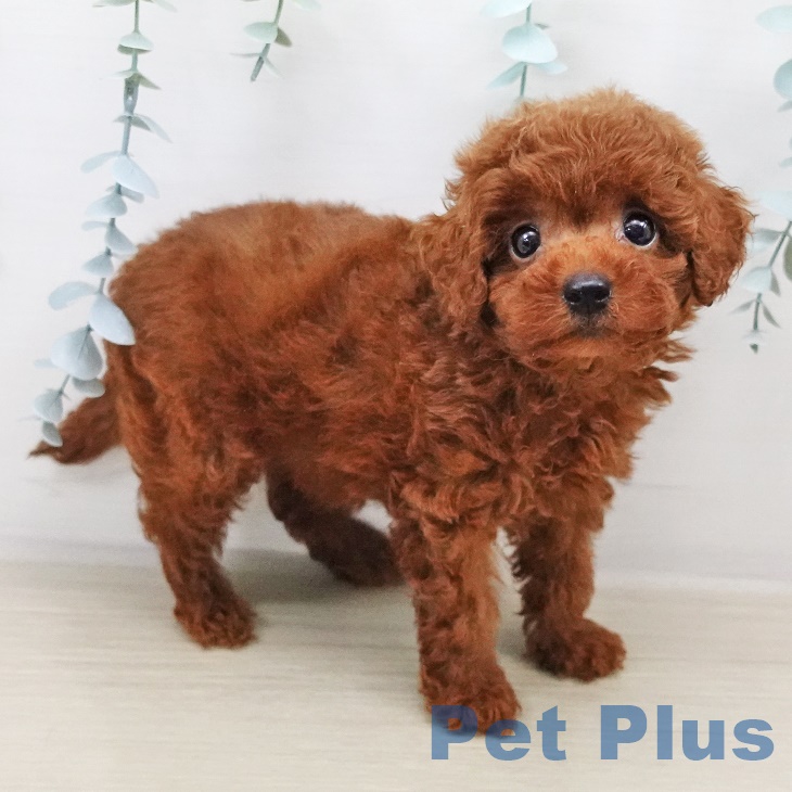 茨城県のトイプードル(トイ) (ペットプラスつくば店/2025年7月4日生まれ/男の子/レッド)の子犬の2枚目の画像