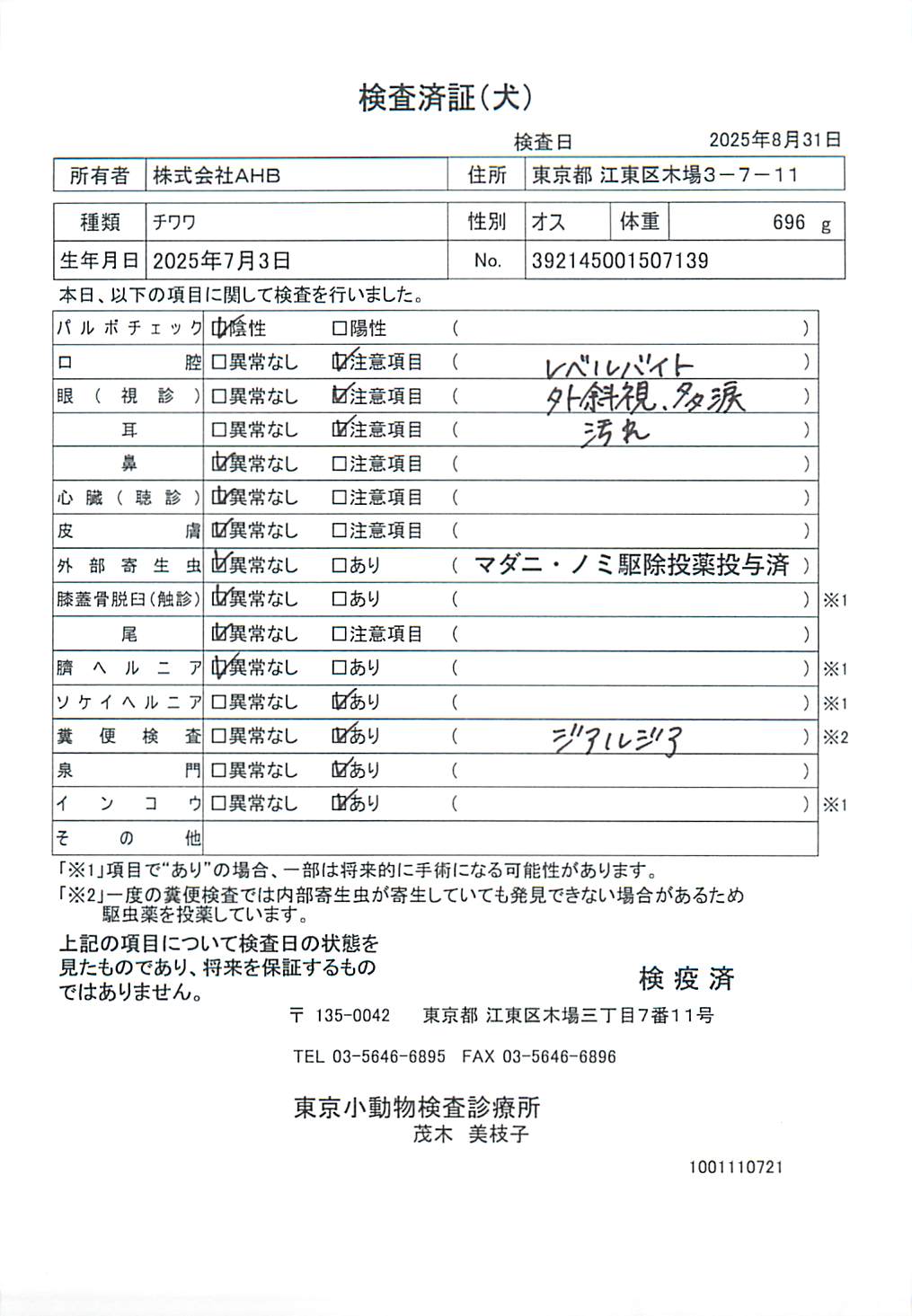 チワワ