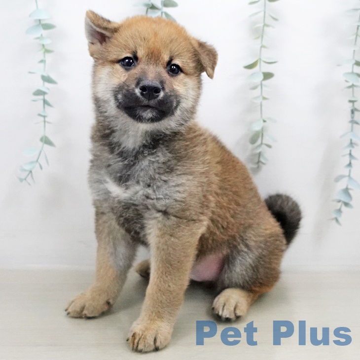 福岡県の柴犬(標準サイズ) (ペットプラスららぽーと福岡店/2025年7月4日生まれ/男の子/赤)の子犬の1枚目の画像