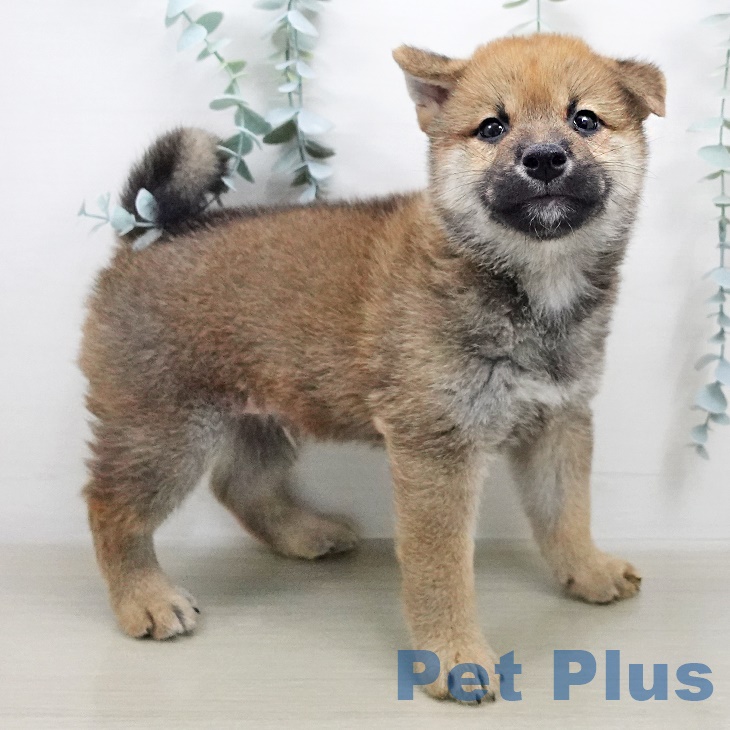 福岡県の柴犬(標準サイズ) (ペットプラスららぽーと福岡店/2025年7月4日生まれ/男の子/赤)の子犬の2枚目の画像