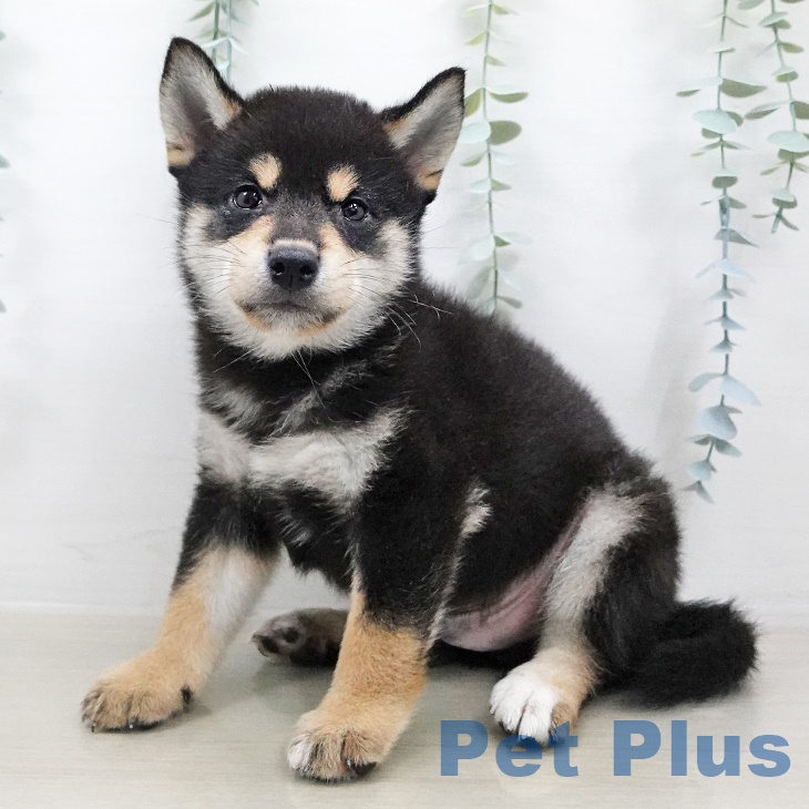 熊本県の柴犬(標準サイズ) (ペットプラス熊本店/2025年7月4日生まれ/男の子/黒)の子犬
