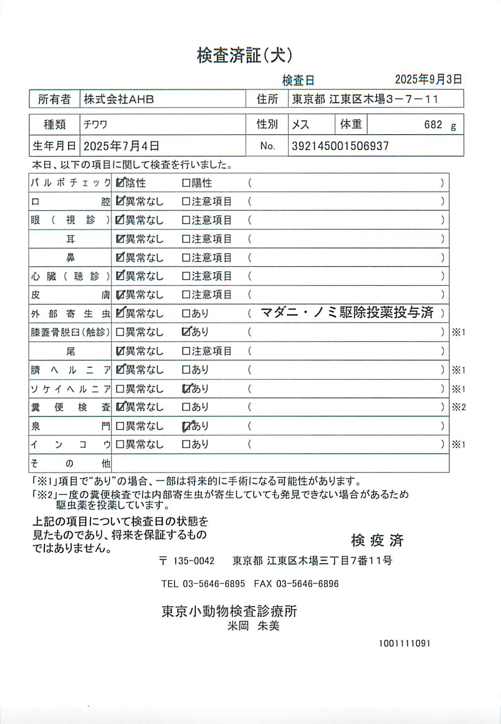 チワワ