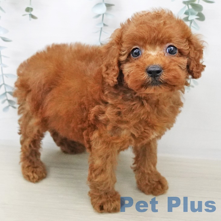 埼玉県のトイプードル(トイ) (ペットプラス川口店/2025年7月2日生まれ/男の子/レッド)の子犬の2枚目の画像