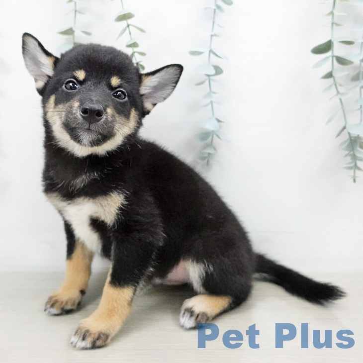京都府の柴犬(標準サイズ) (ペットプラス久御山店/2025年7月9日生まれ/男の子/黒)の子犬の1枚目の画像