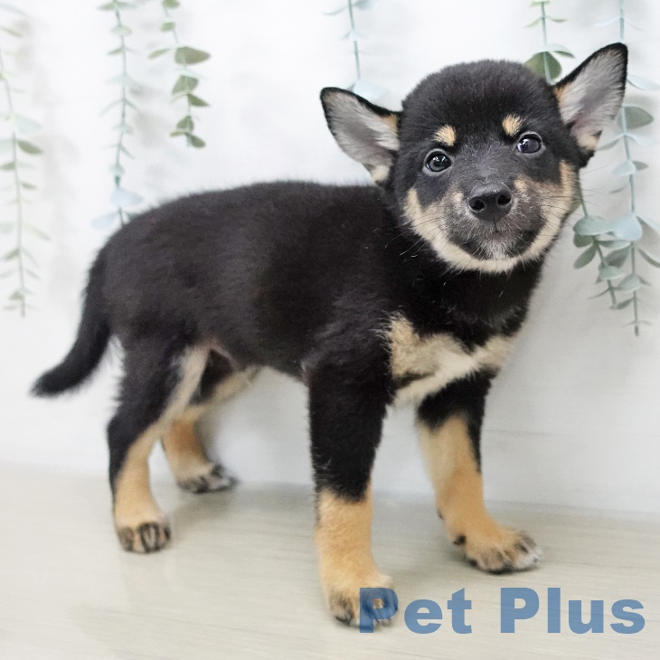京都府の柴犬(標準サイズ) (ペットプラス久御山店/2025年7月9日生まれ/男の子/黒)の子犬の2枚目の画像