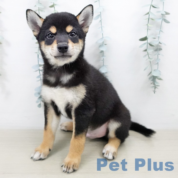 京都府の柴犬(標準サイズ) (ペットプラス醍醐店/2025年7月9日生まれ/男の子/黒)の子犬の1枚目の画像
