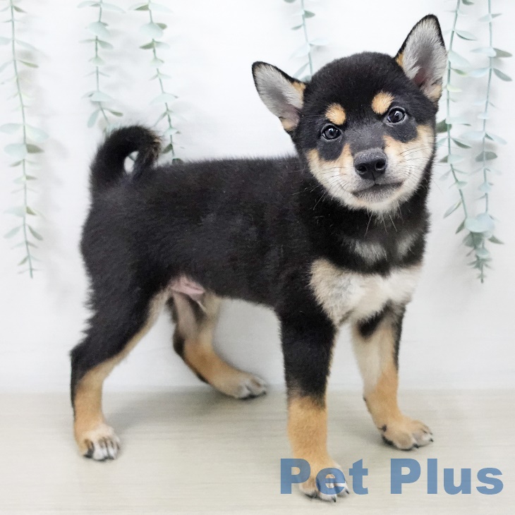 京都府の柴犬(標準サイズ) (ペットプラス醍醐店/2025年7月9日生まれ/男の子/黒)の子犬の2枚目の画像