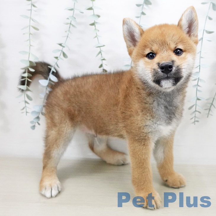 埼玉県の柴犬(標準サイズ) (ペットプラス羽生店/2025年7月8日生まれ/男の子/赤)の子犬の1枚目の画像