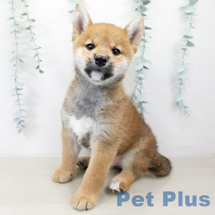 埼玉県の柴犬(標準サイズ) (ペットプラス羽生店/2025年7月8日生まれ/男の子/赤)の子犬の2枚目の画像