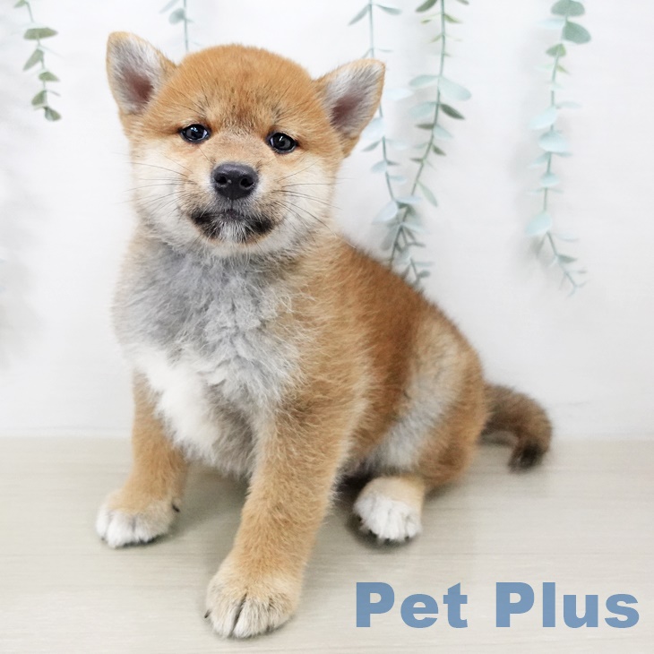 千葉県の柴犬(標準サイズ) (ペットプラス幕張新都心店/2025年7月8日生まれ/女の子/赤)の子犬の1枚目の画像