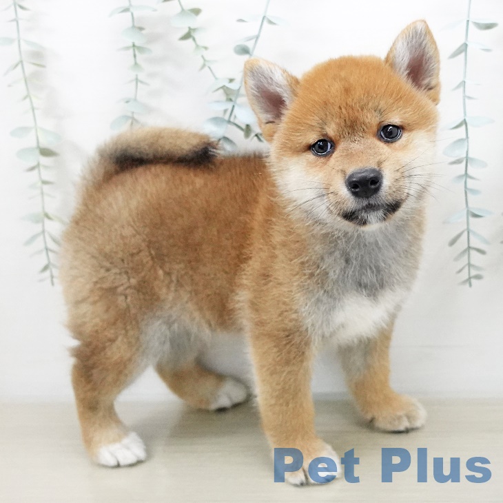 千葉県の柴犬(標準サイズ) (ペットプラス幕張新都心店/2025年7月8日生まれ/女の子/赤)の子犬の2枚目の画像