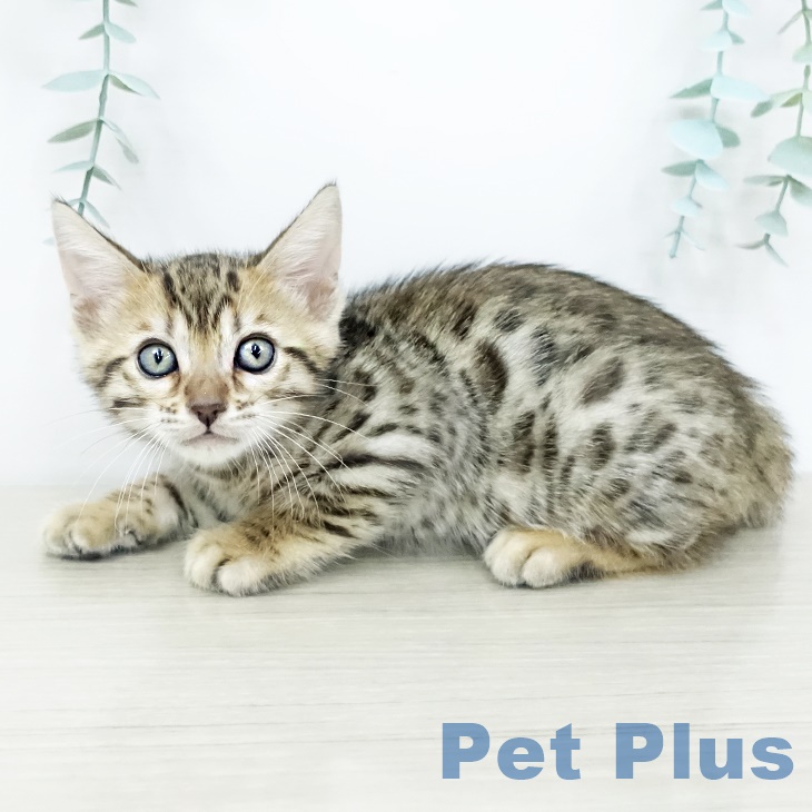 埼玉県のベンガル (ペットプラス羽生店/2025年7月9日生まれ/男の子/ブラウンスポットタビー)の子猫の2枚目の画像