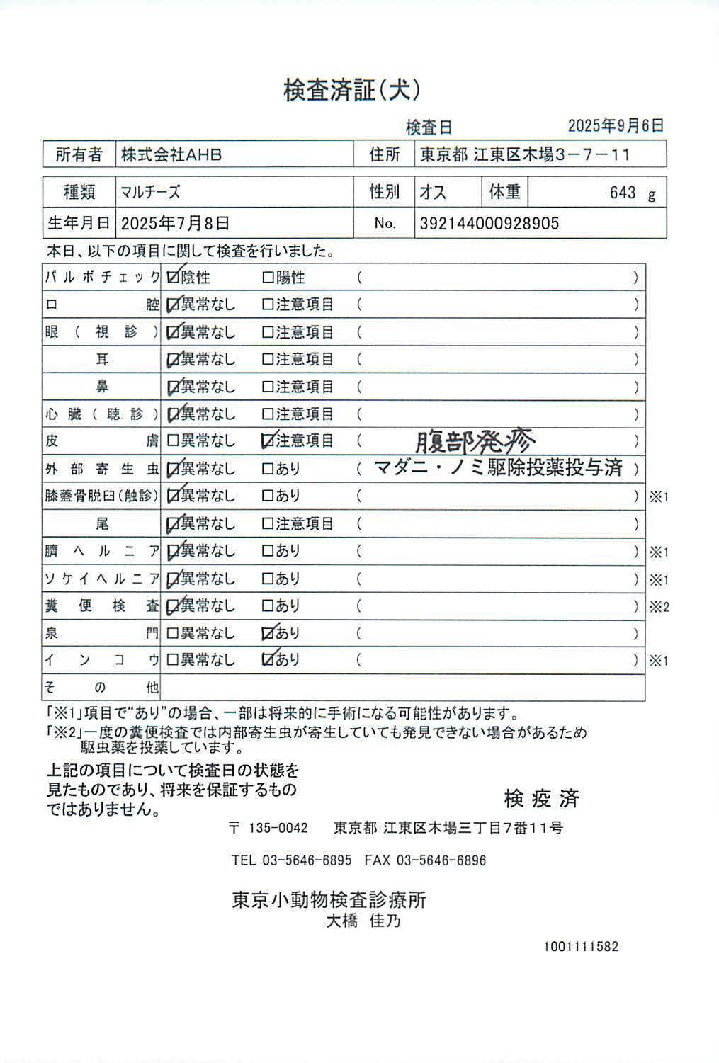 マルチーズ