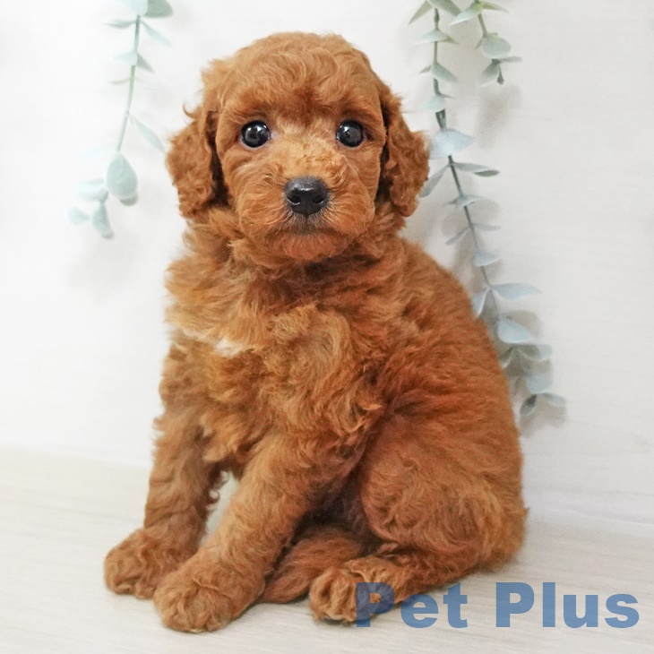埼玉県のトイプードル(トイ) (ペットプラス羽生店/2025年7月10日生まれ/男の子/レッド)の子犬