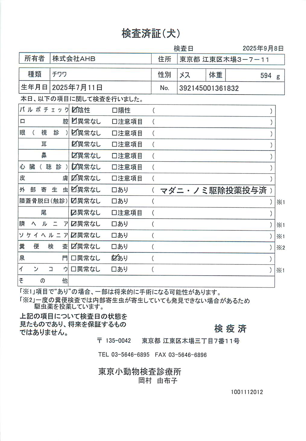 チワワ