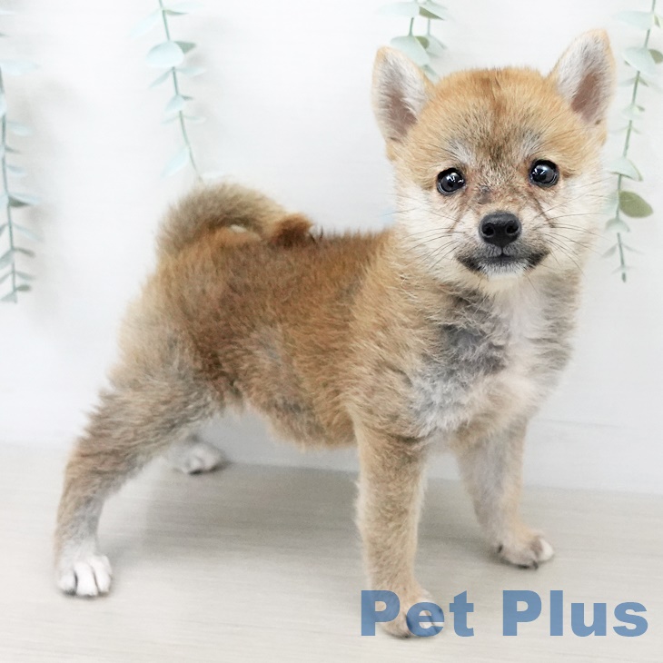 徳島県の柴犬(標準サイズ) (ペットプラス徳島店/2025年7月14日生まれ/女の子/赤)の子犬