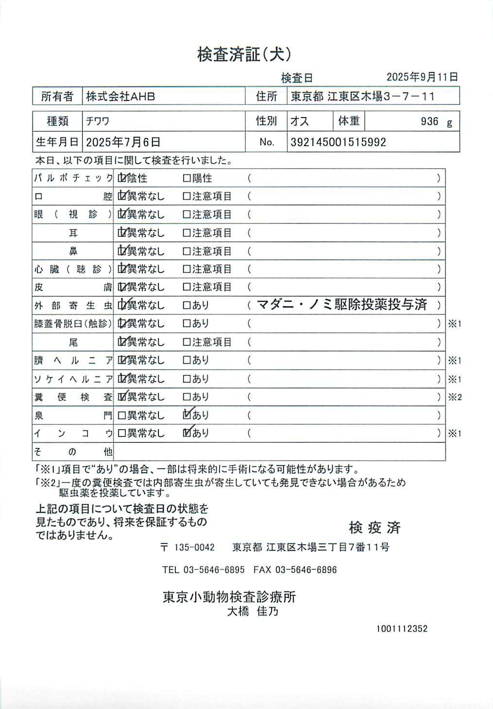 チワワ