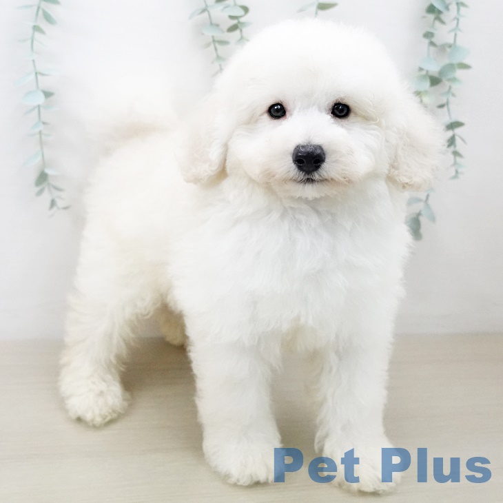 埼玉県のトイプードル(トイ) (ペットプラス新座店/2025年7月13日生まれ/男の子/ホワイト)の子犬