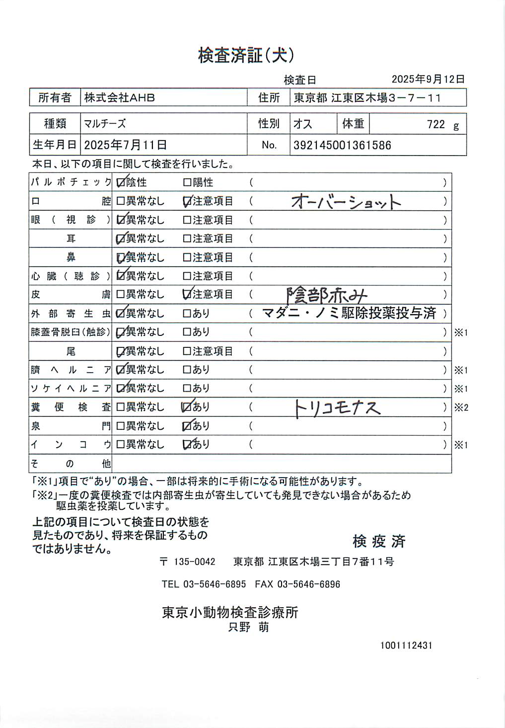 マルチーズ