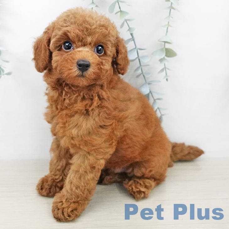 千葉県のトイプードル(トイ) (ペットプラス 海浜幕張店/2025年7月10日生まれ/男の子/レッド)の子犬の1枚目の画像