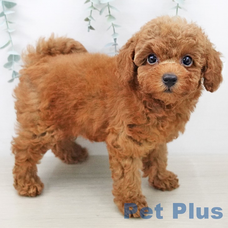 千葉県のトイプードル(トイ) (ペットプラス 海浜幕張店/2025年7月10日生まれ/男の子/レッド)の子犬の2枚目の画像