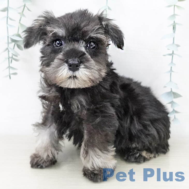 ミニチュア・シュナウザー