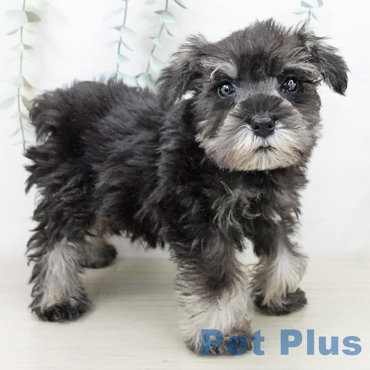 ミニチュア・シュナウザーの写真2