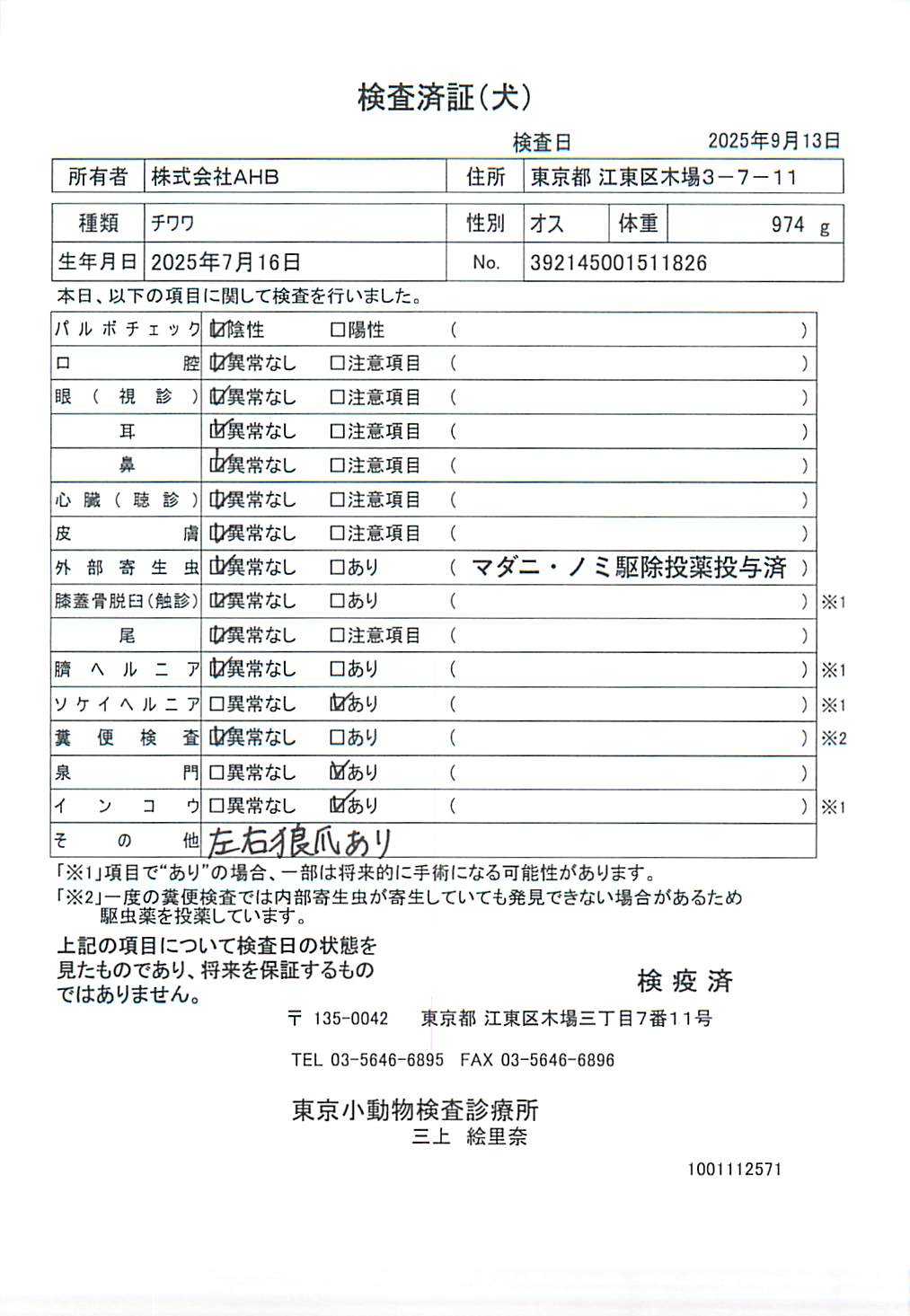 チワワ