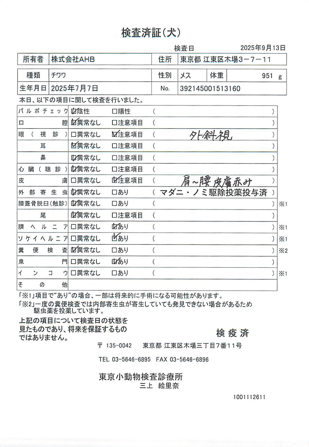 チワワ