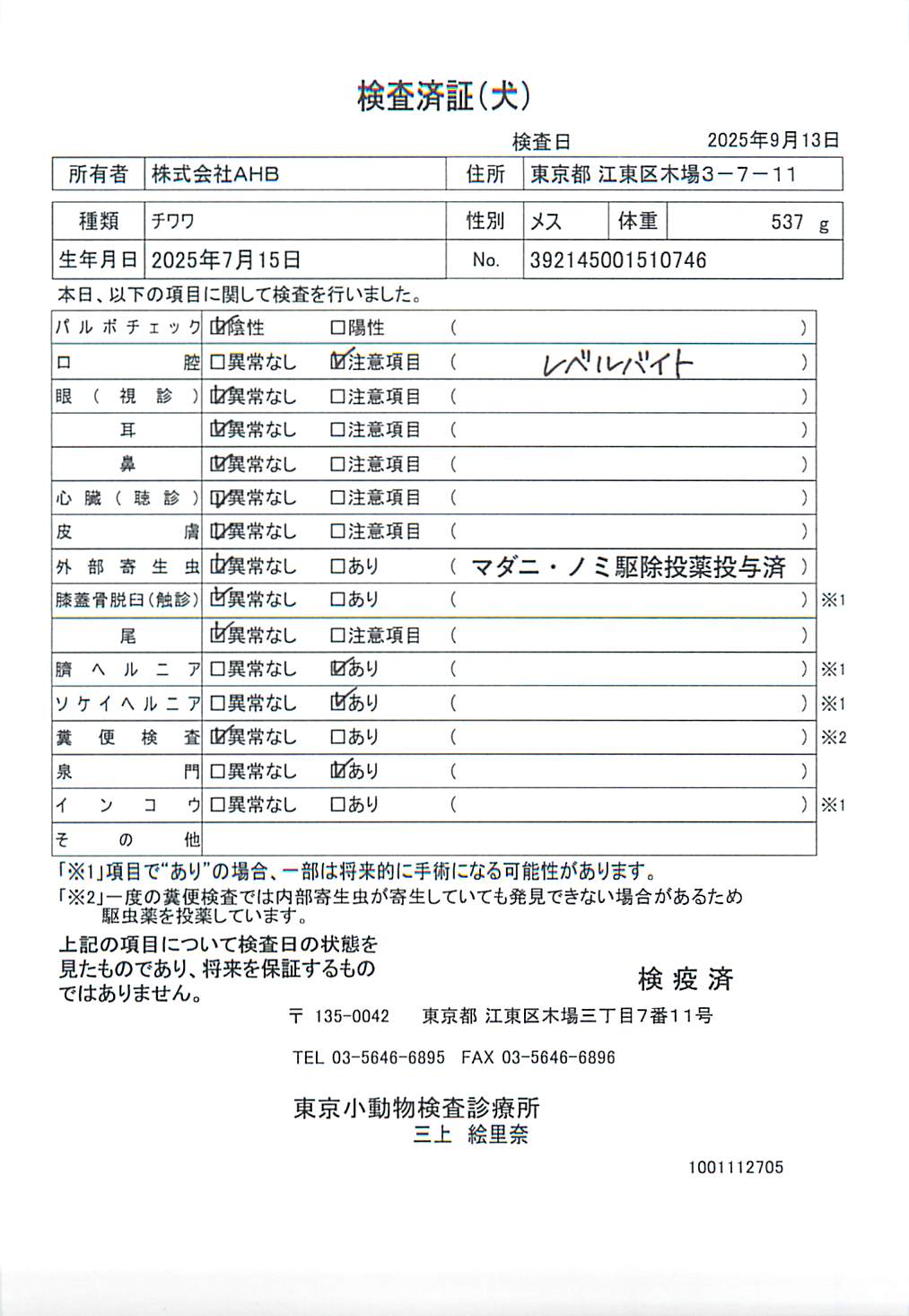 チワワ