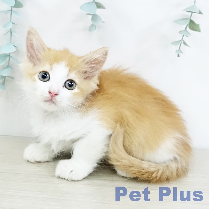宮城県のラガマフィン (ペットプラス名取店/2025年7月17日生まれ/女の子/レッドタビーホワイト)の子猫の1枚目の画像
