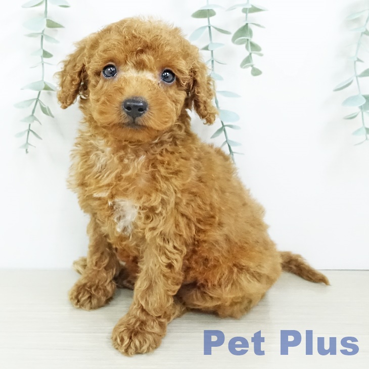 福島県のトイプードル(トイ) (ペットプラス福島店/2025年7月15日生まれ/男の子/レッド)の子犬の1枚目の画像