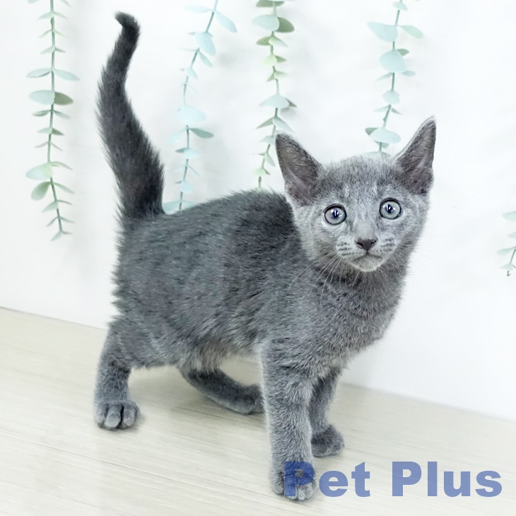 茨城県のロシアンブルー (ペットプラスつくば店/2025年7月15日生まれ/男の子/ブルー)の子猫の1枚目の画像