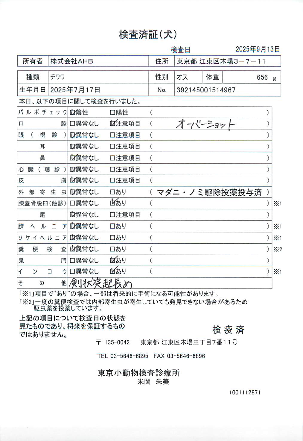 チワワ