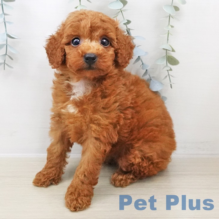 東京都のトイプードル(トイ) (ペットプラス日の出店/2025年7月10日生まれ/男の子/レッド)の子犬の1枚目の画像