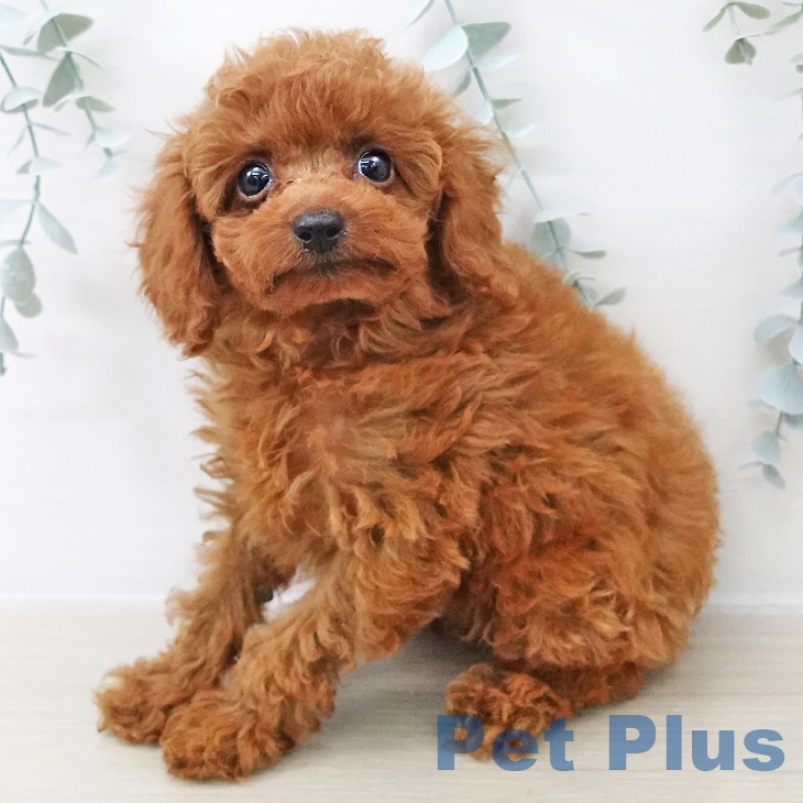 群馬県のトイプードル(トイ) (ペットプラス イオンモール太田店/2025年7月11日生まれ/男の子/レッド)の子犬の1枚目の画像