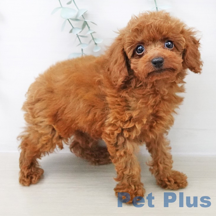 群馬県のトイプードル(トイ) (ペットプラス イオンモール太田店/2025年7月11日生まれ/男の子/レッド)の子犬の2枚目の画像