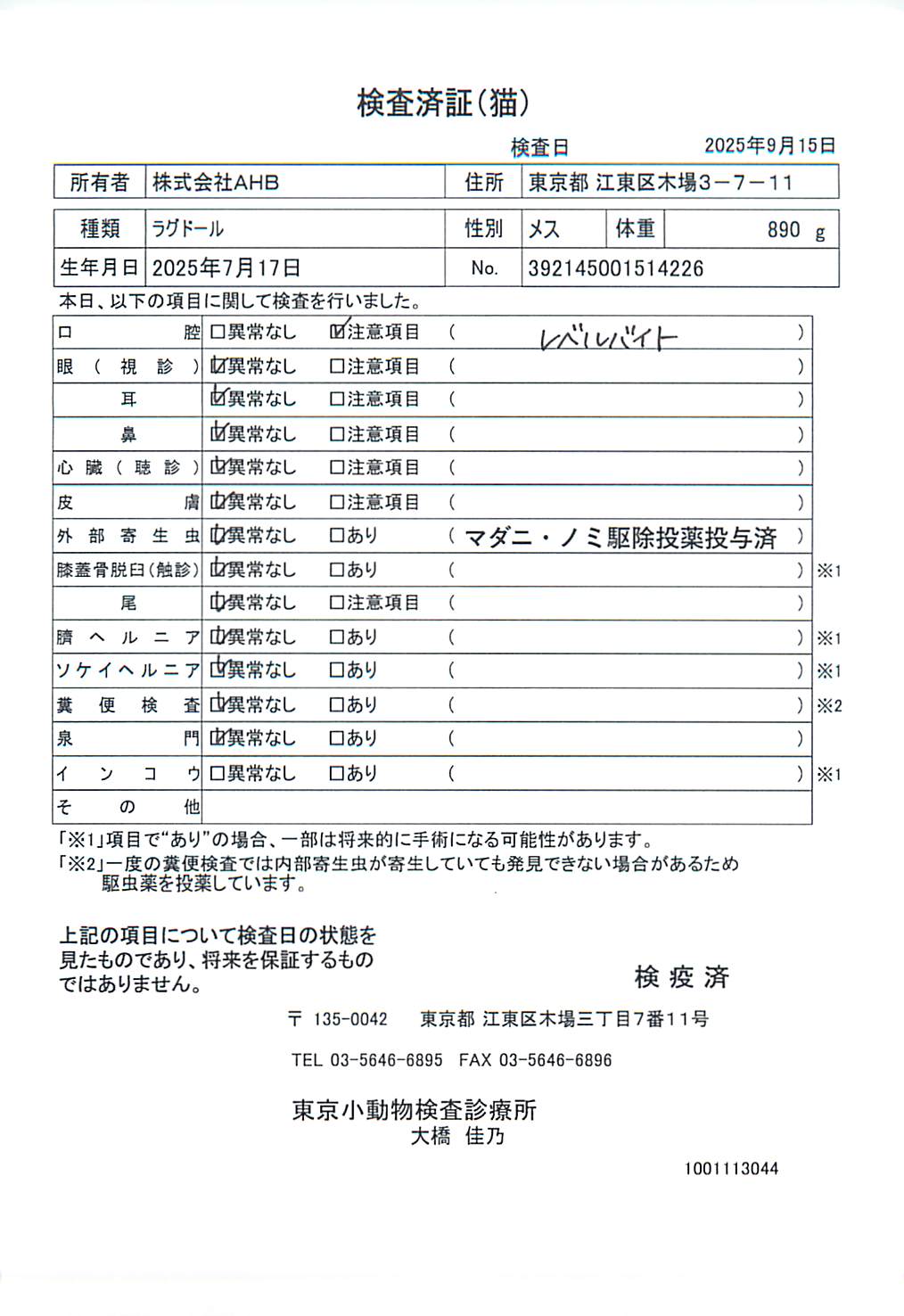 ラグドール