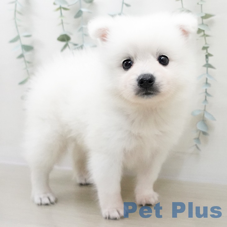 長野県の日本スピッツ (ペットプラス松本店/2025年7月16日生まれ/男の子/ホワイト)の子犬