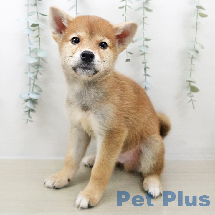 福島県の柴犬(標準サイズ) (ペットプラス福島店/2025年7月17日生まれ/男の子/赤)の子犬の2枚目の画像