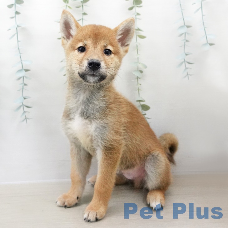 群馬県の柴犬(標準サイズ) (ペットプラスイオンモール太田店/2025年7月17日生まれ/男の子/赤)の子犬の1枚目の画像