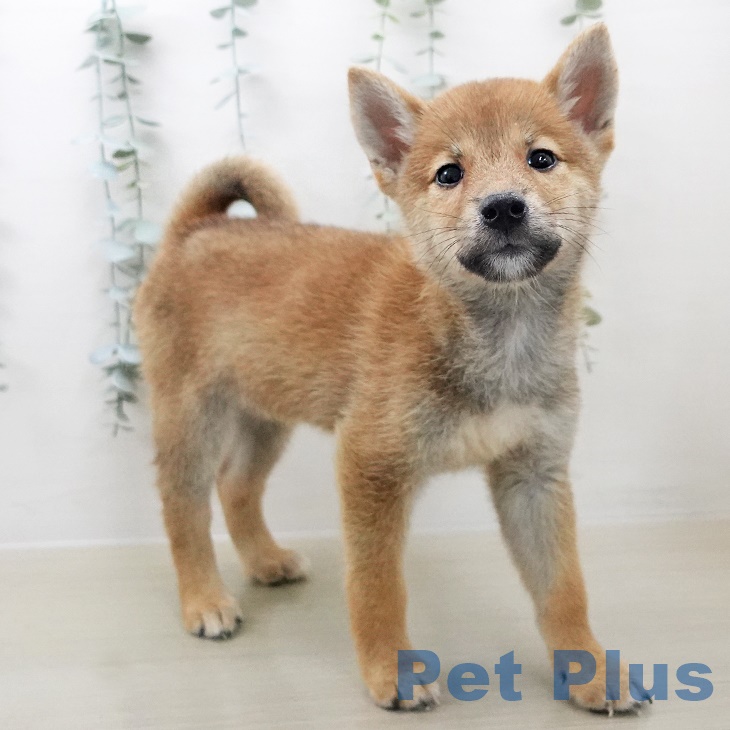 群馬県の柴犬(標準サイズ) (ペットプラスイオンモール太田店/2025年7月17日生まれ/男の子/赤)の子犬の2枚目の画像