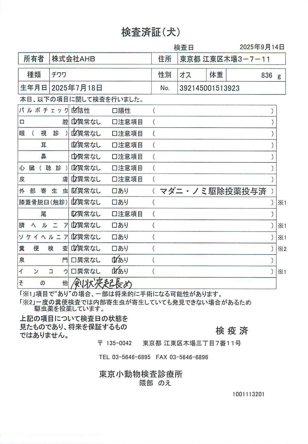 チワワ