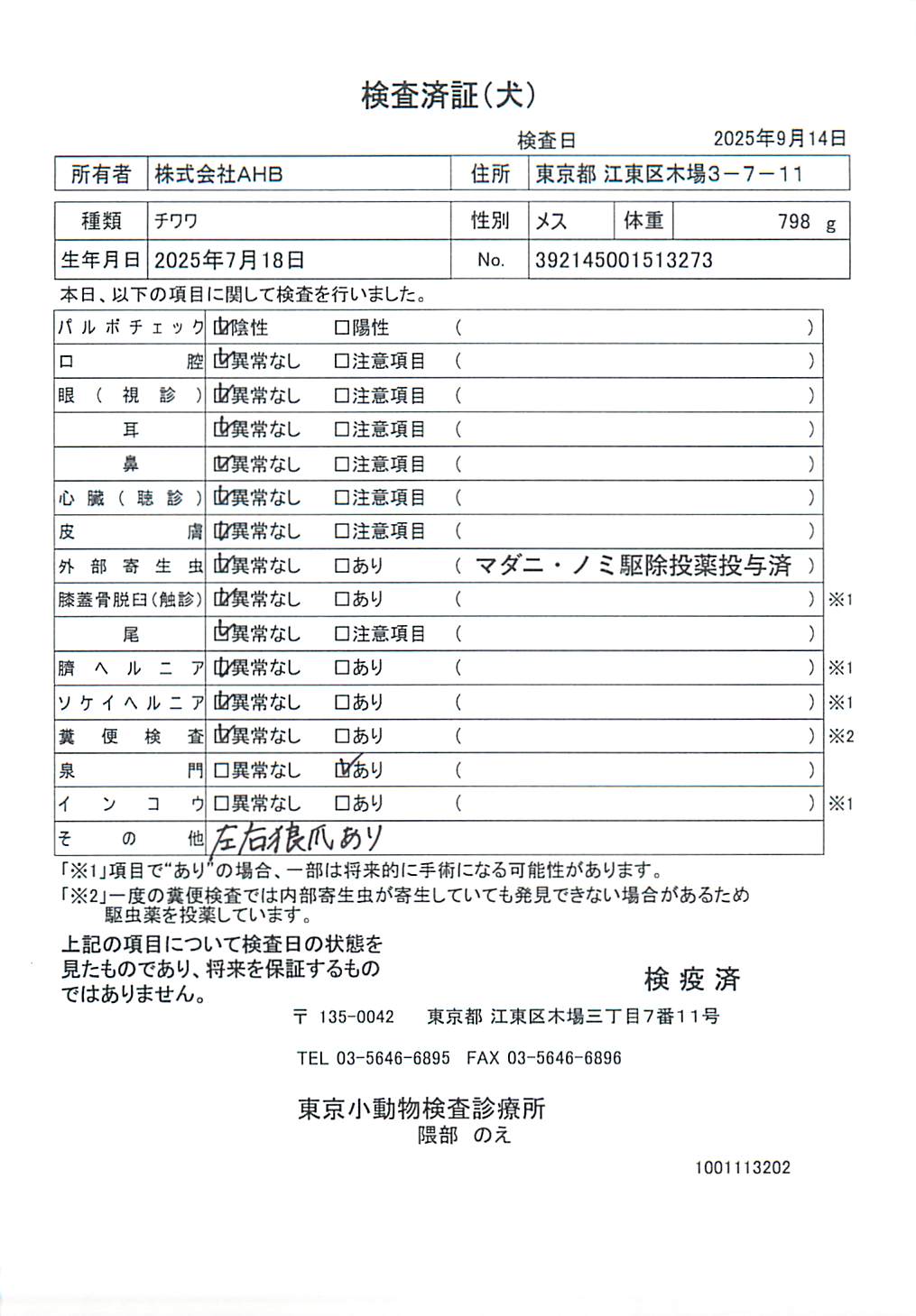 チワワ