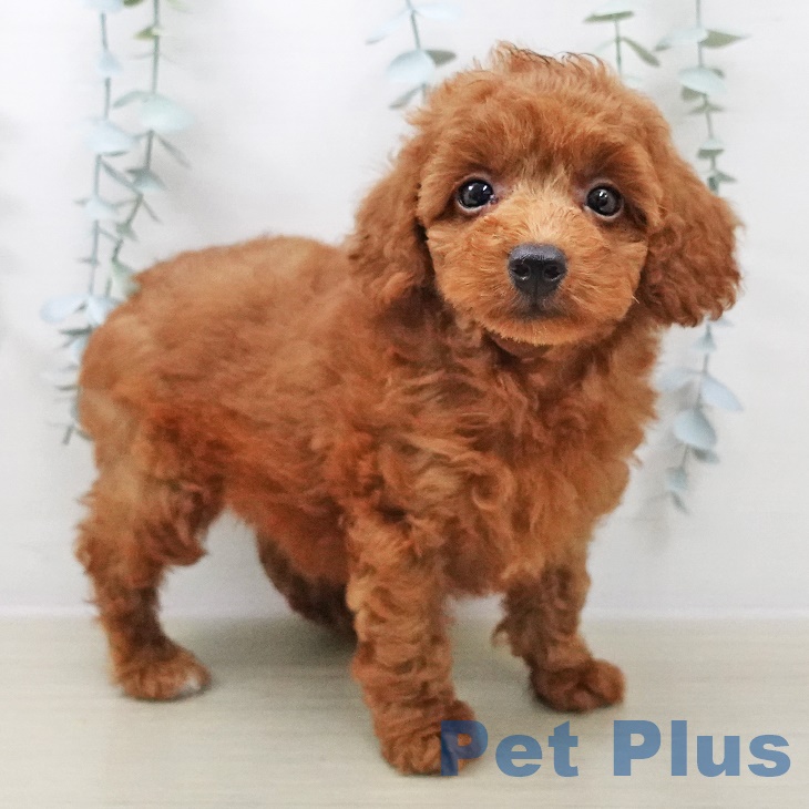 山梨県のトイプードル(トイ) (ペットプラス甲府昭和店/2025年7月7日生まれ/男の子/レッド)の子犬の1枚目の画像