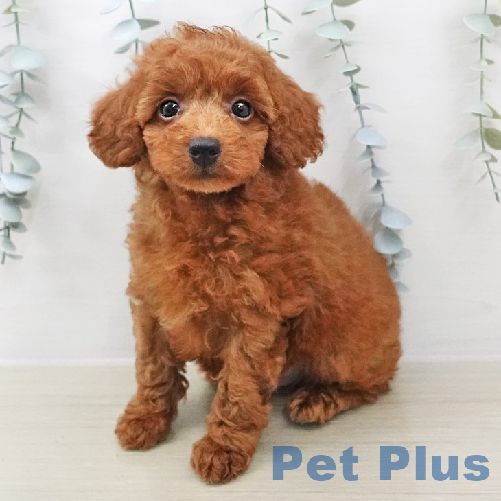 山梨県のトイプードル(トイ) (ペットプラス甲府昭和店/2025年7月7日生まれ/男の子/レッド)の子犬の2枚目の画像