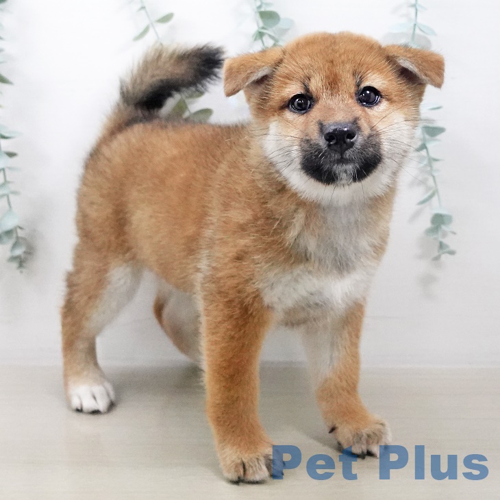 埼玉県の柴犬(標準サイズ) (ペットプラス浦和美園店/2025年7月21日生まれ/女の子/赤)の子犬の1枚目の画像
