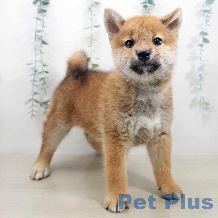 千葉県の柴犬(標準サイズ) (ペットプラスユーカリが丘店/2025年7月21日生まれ/女の子/赤)の子犬の1枚目の画像